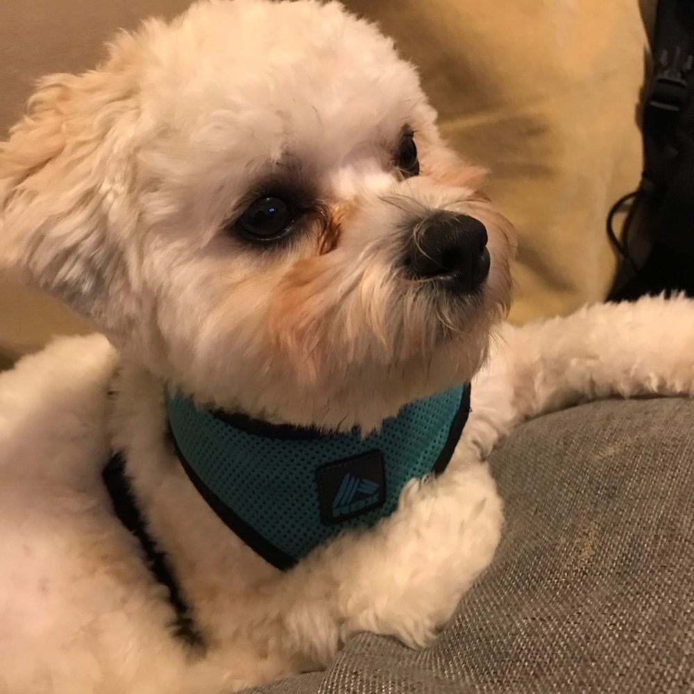 Meet your Posher, Emzy